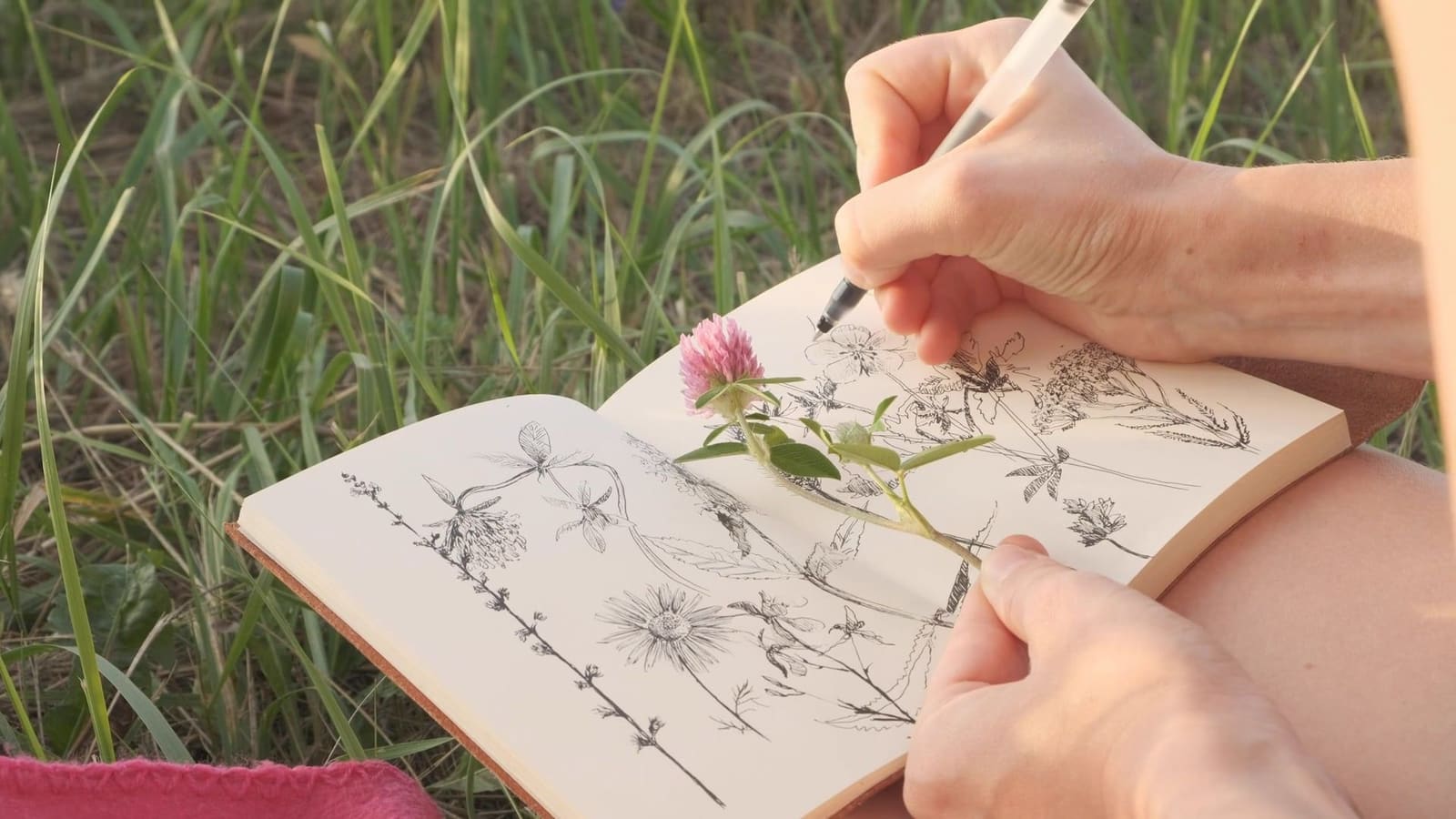 Hand sketching botanical illustrations in a field journal outdoors